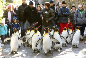 Walk like a penguin to avoid slipping on ice, German doctors advise 